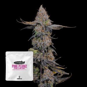 Pink Plumz Grounded Genetics