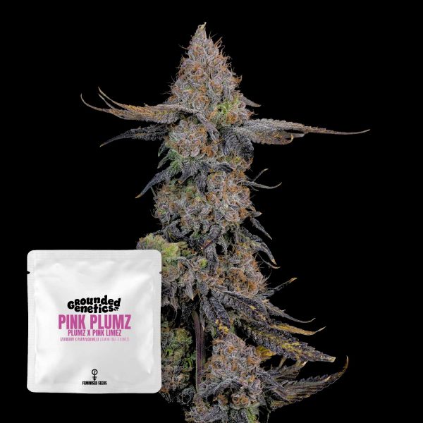 Grounded Genetics Pink Plumz