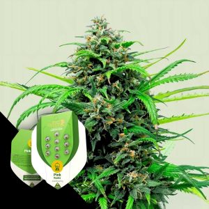 Pink Runtz Auto Royal Queen Seeds