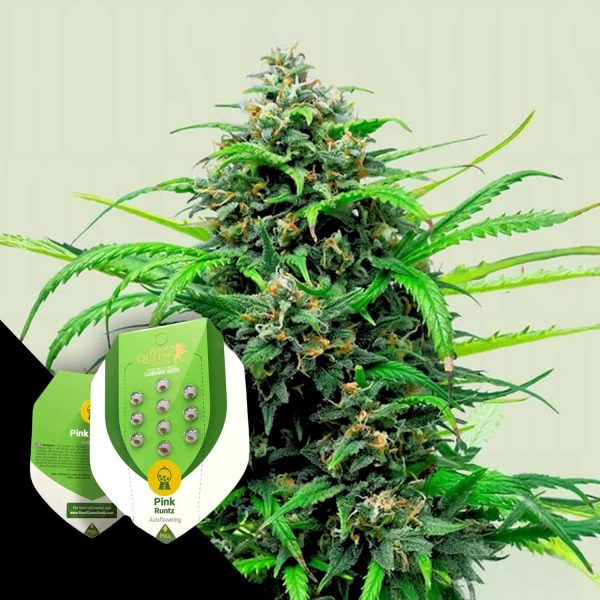 Royal Queen Seeds Pink Runtz Auto