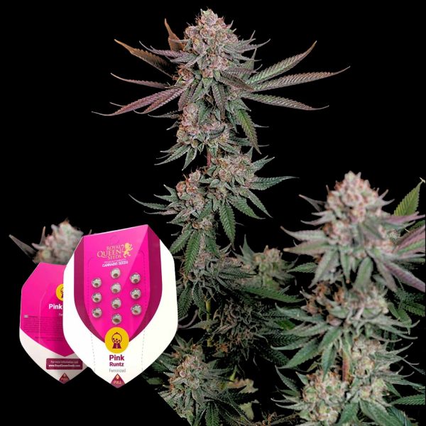Royal Queen Seeds Pink Runtz