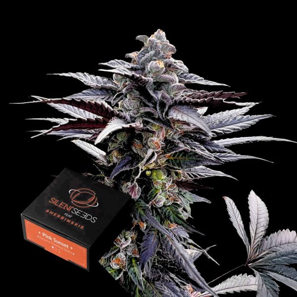 Silent Seeds Pink Sunset AUTO