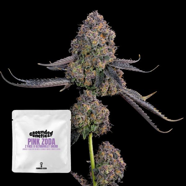 Grounded Genetics Pink Zoda