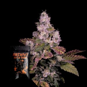 Archive Seed Bank Planet Diesel