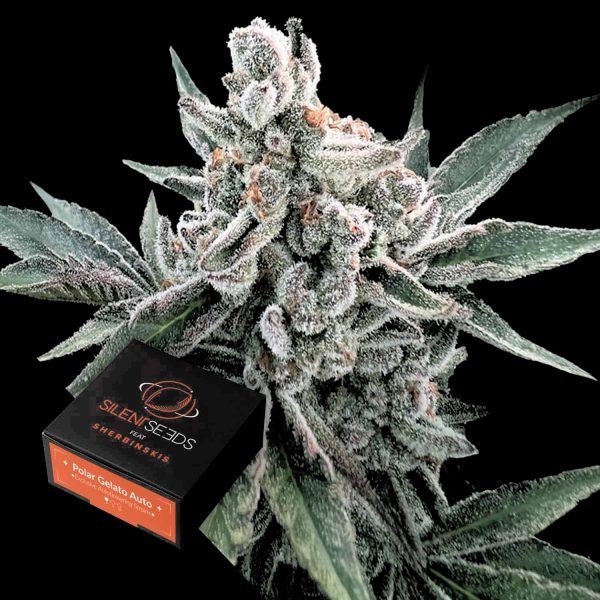 Silent Seeds Polar Gelato AUTO
