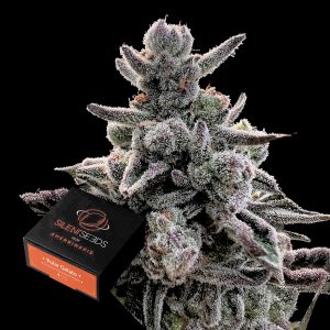 Polar Gelato Silent Seeds