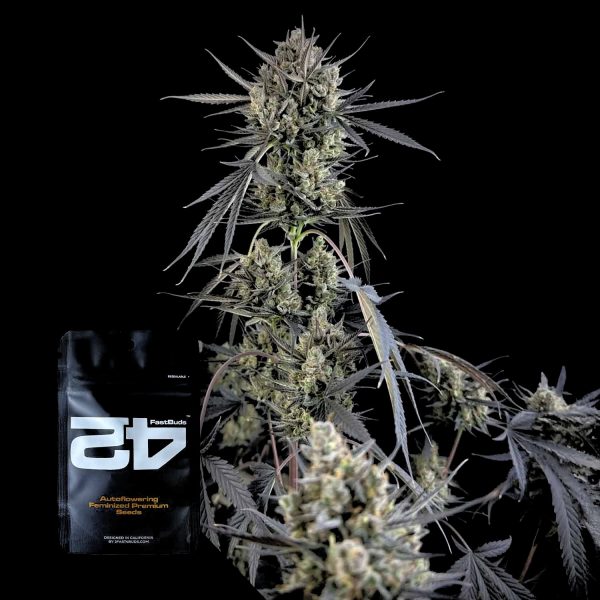 420 Fast Buds Pound Cake Auto