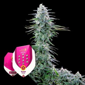 Power Flower Royal Queen Seeds