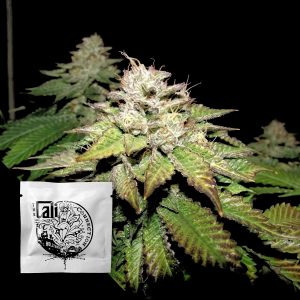 Pre 98 Bubba Bx2 Cali Connection