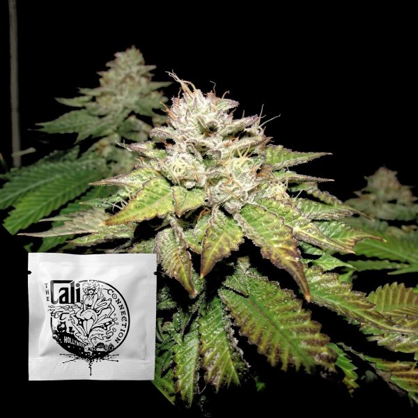 Cali Connection Pre-98 Bubba BX2