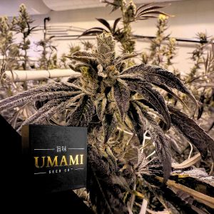 Prime Lime Umami Seeds