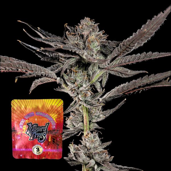 Wizard Trees Propa Candy