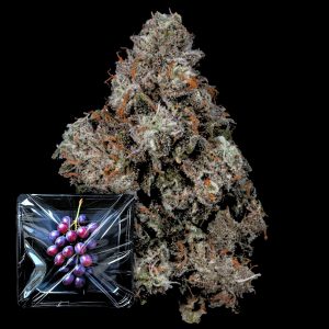Pruno Nine Weeks Harvest