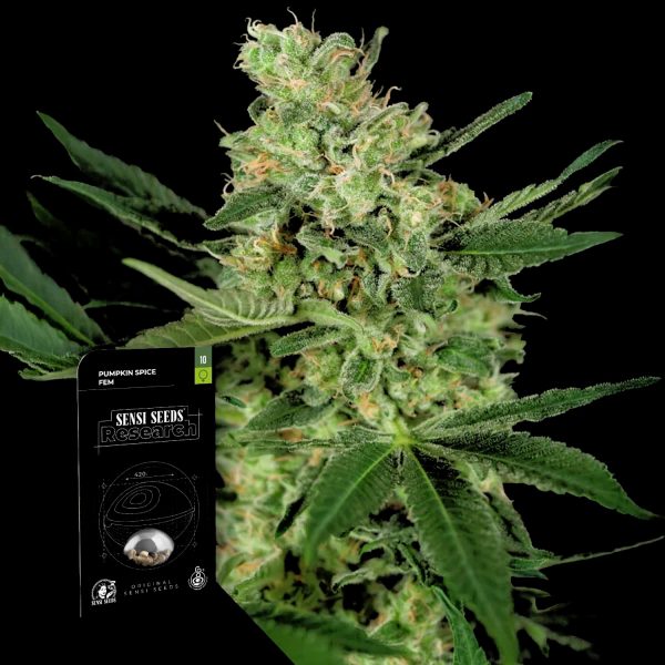 Sensi Seeds Pumpkin Spice