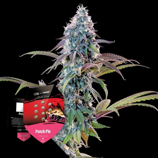Royal Queen Seeds Punch Pie