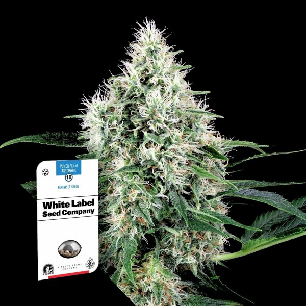 Sensi Seeds Pure Power Plant Auto