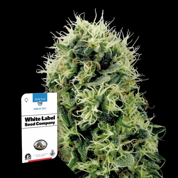 Sensi Seeds Pure Power Plant