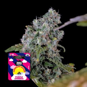 Purple Amnesia Holy Hemp