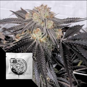 Purple Chem Cali Connection