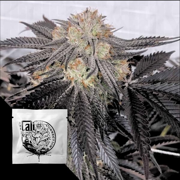 Cali Connection Purple Chem