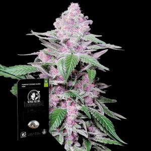 Purple Cookie Kush Sensi Seeds