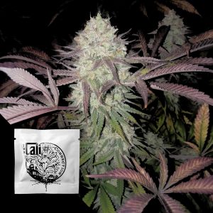 Cali Connection Purple Crack