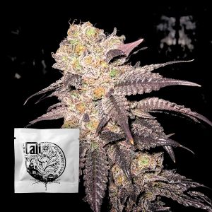 Cali Connection Purple Diesel