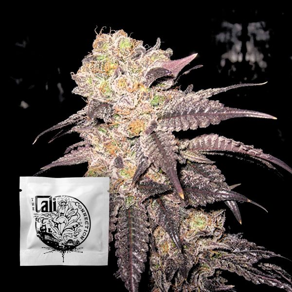 Cali Connection Purple Diesel