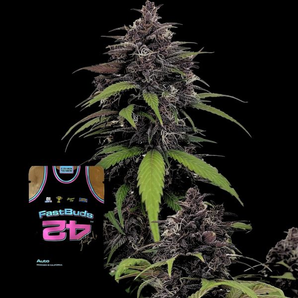 420 Fast Buds Purple Haze Auto