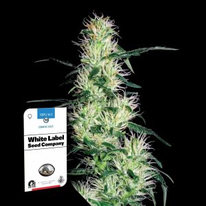 Purple Haze Sensi Seeds