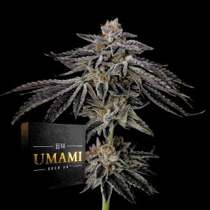Purple Ink Umami Seeds