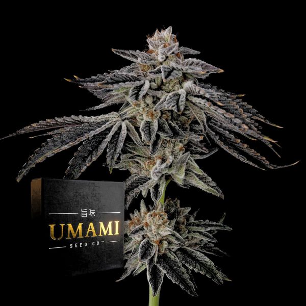 Umami Seeds Purple ink