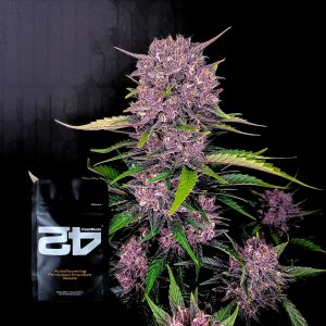 Purple Lemonade Auto 420 Fast Buds