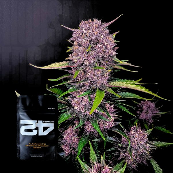 420 Fast Buds Purple Lemonade Auto