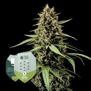 Royal Queen Seeds Purple Lemonade Auto