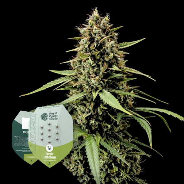 Royal Queen Seeds Purple Lemonade Auto