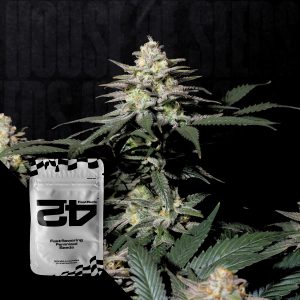 Purple Lemonade Ff 420 Fast Buds