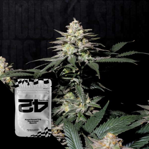 420 Fast Buds Purple Lemonade FF