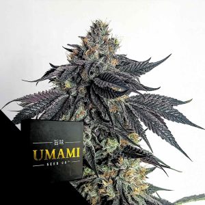 Purple Limeade Umami Seeds