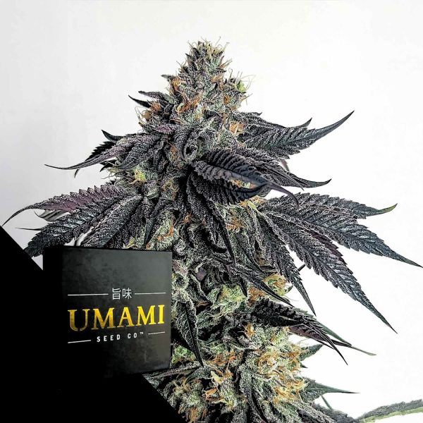 Umami Seeds Purple Limeade