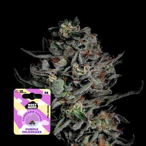 Purple Milkshake Holy Hemp