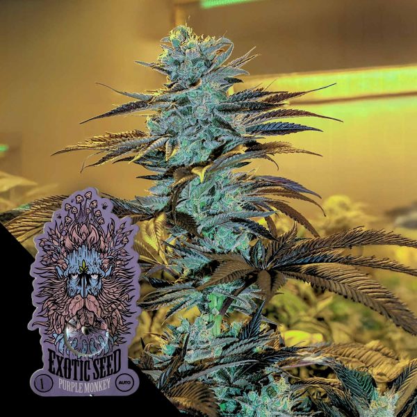 Exotic Seeds Purple Monkey Auto