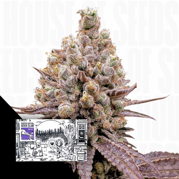 Super Sativa Seed Club Purple OG Punch