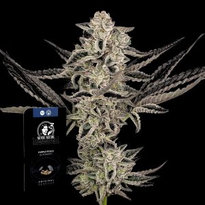 Purple Pickle Auto Sensi Seeds