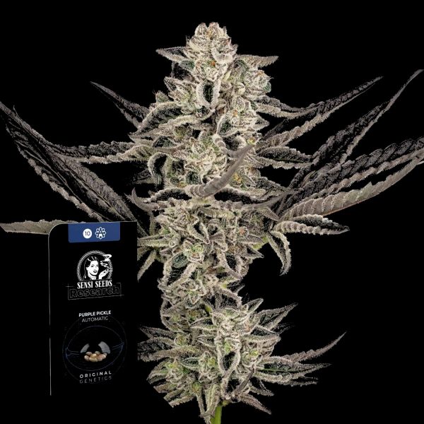 Sensi Seeds Purple Pickle Auto