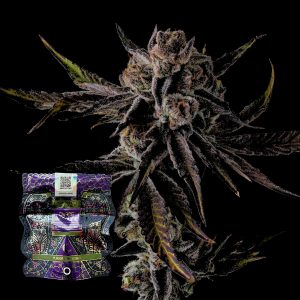 Purple Preserves Compound Genetics