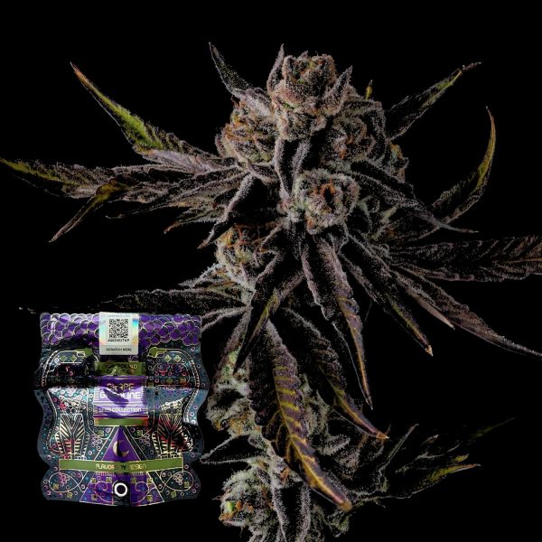 Compound Genetics Purple Preserves