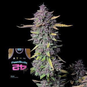 Purple Punch Auto 420 Fast Buds