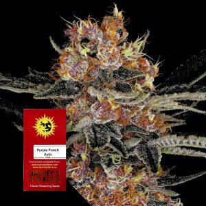 Purple Punch Auto Barneys Farm