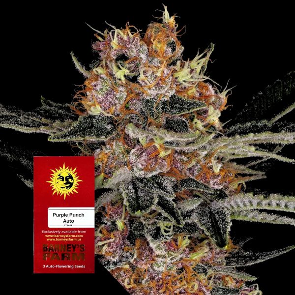 Barneys Farm Purple Punch Auto
